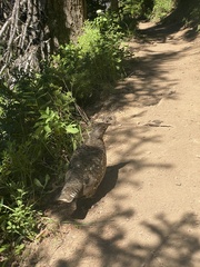 Dendragapus fuliginosus