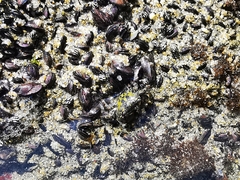 Pachygrapsus socius