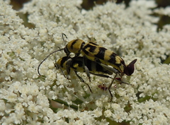 Chlorophorus varius