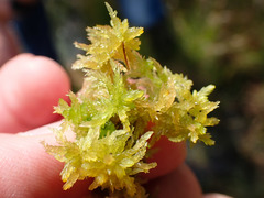 Sphagnum tenellum