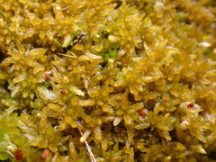 Sphagnum tenellum