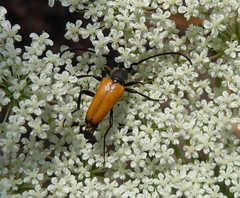 Paracorymbia fulva