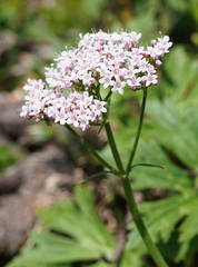 Valeriana montana