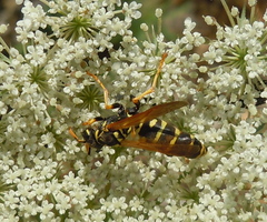 Polistes