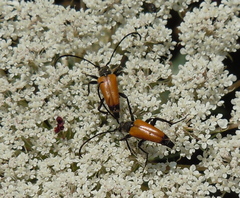 Paracorymbia fulva