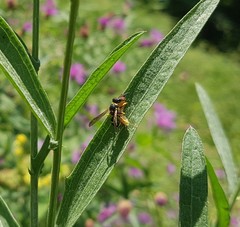 Ancistrocerus