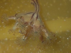 Haliclystus sanjuanensis