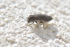 Acmaeoderella adspersula