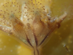 Haliclystus sanjuanensis