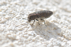 Acmaeoderella adspersula