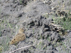 Melanocorypha bimaculata