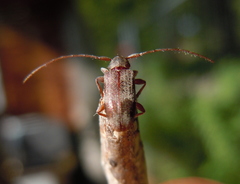 Exocentrus lusitanus