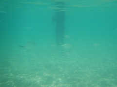 Trachinotus baillonii