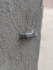 Euscirrhopterus gloveri