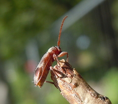 Exocentrus lusitanus