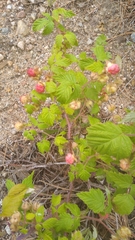 Rubus idaeus strigosus