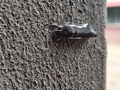 Euscirrhopterus gloveri