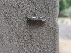 Euscirrhopterus gloveri