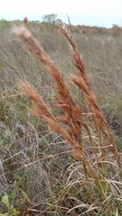 Andropogon glomeratus