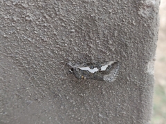 Euscirrhopterus gloveri