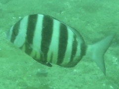 Diplodus hottentotus