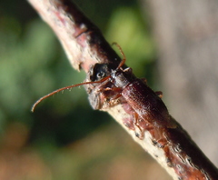 Exocentrus lusitanus