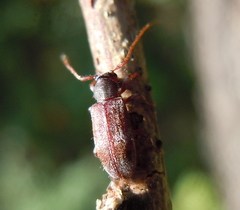 Exocentrus lusitanus