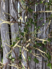 Image of Anredera cordifolia