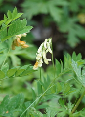 Lathyrus laevigatus occidentalis