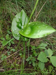 Malaxis brachyrrhynchos