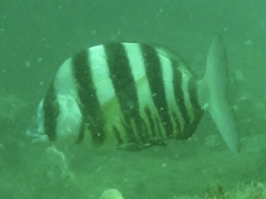 Diplodus hottentotus