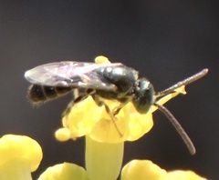 Nomioides