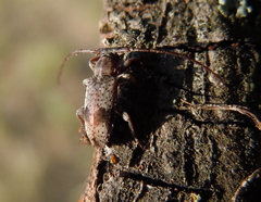 Exocentrus punctipennis