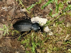 Carabus vinctus