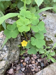Oxalis