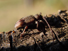 Exocentrus punctipennis