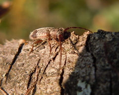 Exocentrus punctipennis