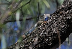 Sceloporus clarkii clarkii