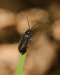 Autosilis nitidula