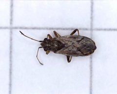 Nysius ericae