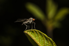 Rhamphomyia marginata
