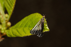 Rhamphomyia marginata