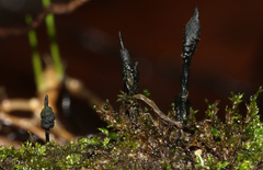 Xylaria apiculata