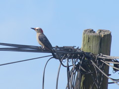Melanerpes aurifrons