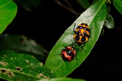 Poecilocoris druraei