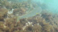 Umbrina roncador