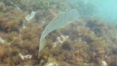Umbrina roncador