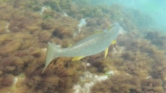 Umbrina roncador