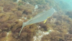 Umbrina roncador