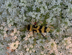 Chlorophorus varius